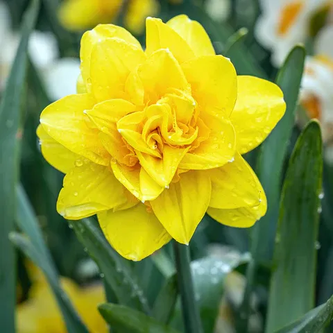 Нарцис махровий Golden Ducat 12/14