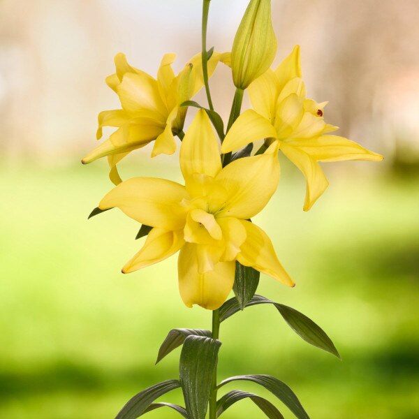 Лілія Luna Crosscourt (18-20)