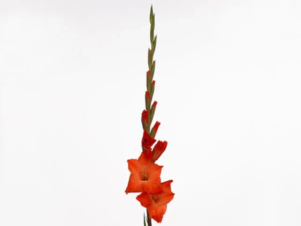 Гладіолус Live Oak (12-14)