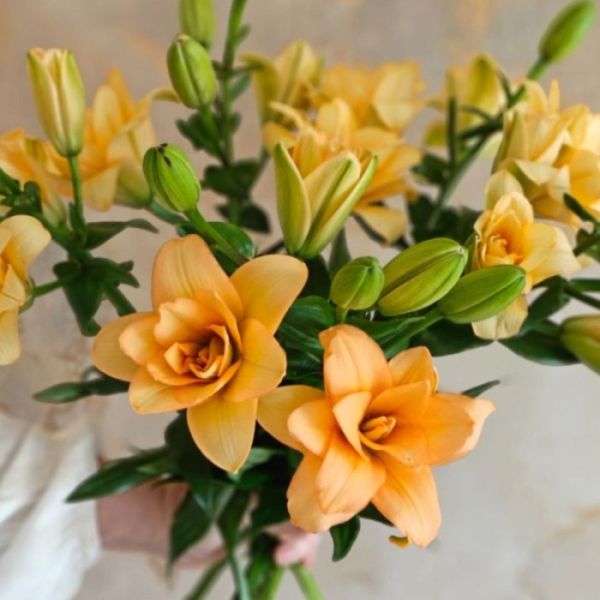 Лілія Charming Beauty