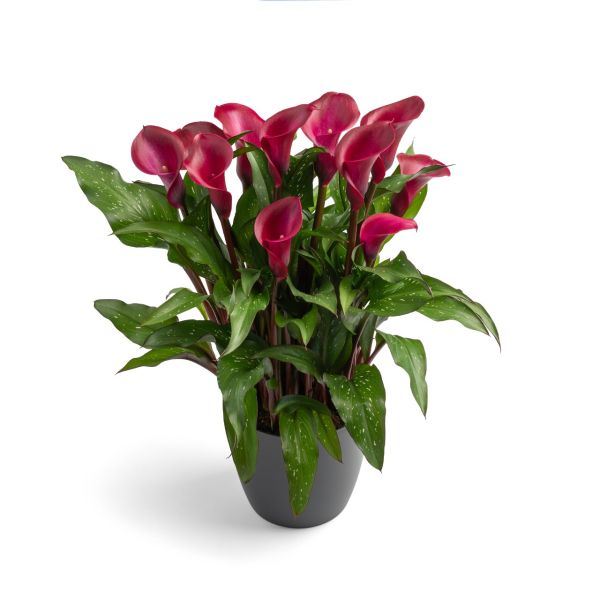 Калла Tokio (20+)