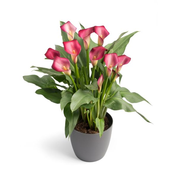 Калла Pink Puppy (20+)