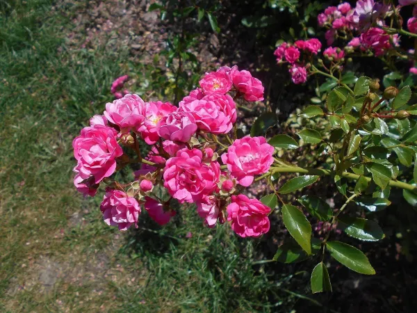 Саджанці троянди грунтопокривної Лавлі Фейрі (Lovely Fairy)