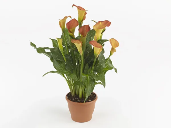 Калла Fancy Art (20+)