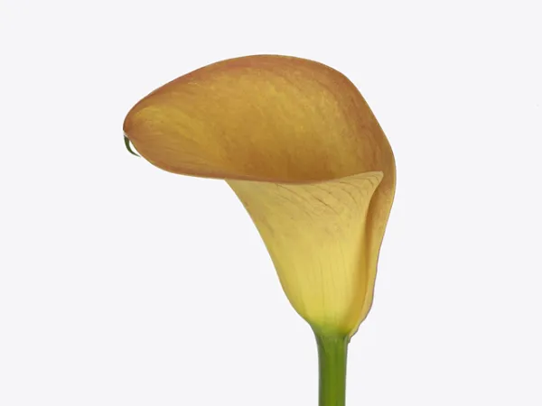 Калла Fancy Art (20+)