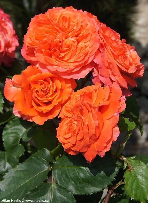 Саджанці троянди англійської Емільєн Гійо (Emillien Guillot)