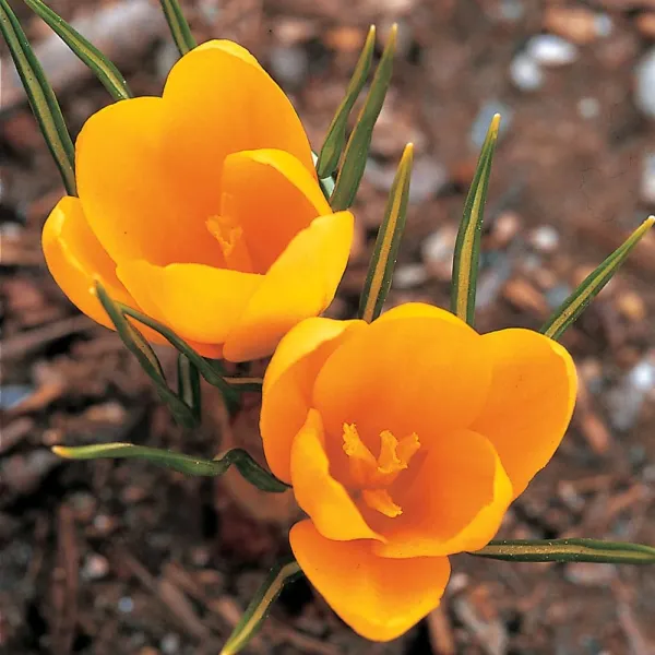 Крокус Golden Yellow 9-10