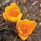 Крокус Golden Yellow 9-10