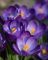 Крокус Flower Record (р9-10)