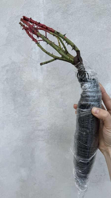 Саджанці троянди грунтопокривної Лавлі Фейрі (Lovely Fairy)