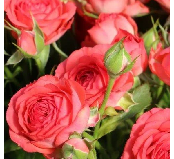 Саджанці троянди - спрей Корал Джем