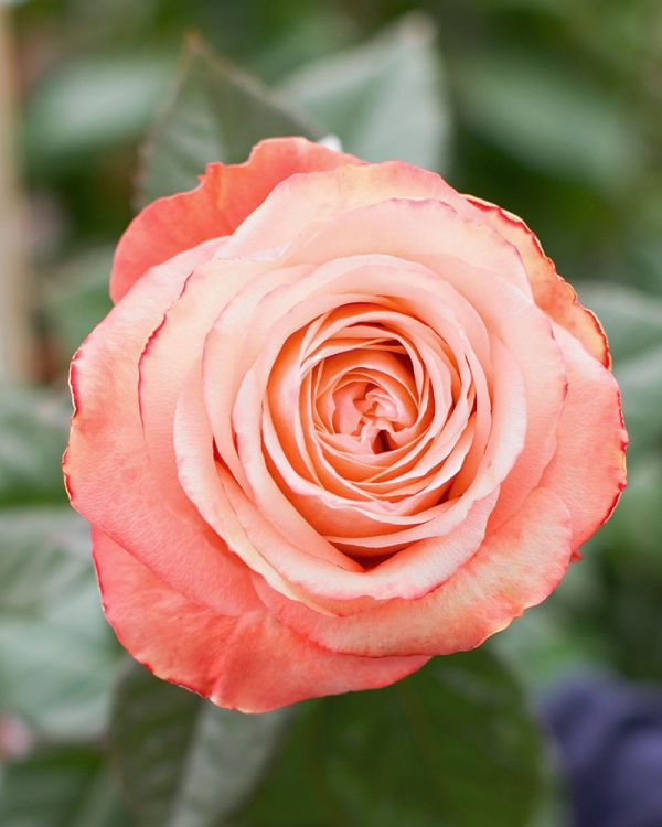 Саджанці троянди чайно-гібридної  Кахала (Kahala)