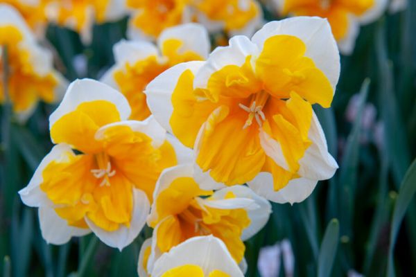 Нарцис Orangery (Оранжері) 14+