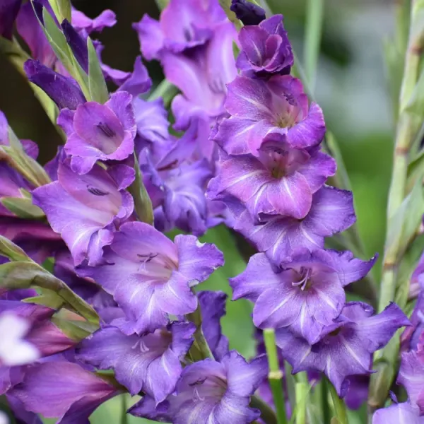 Гладіолус Performer (12-14)