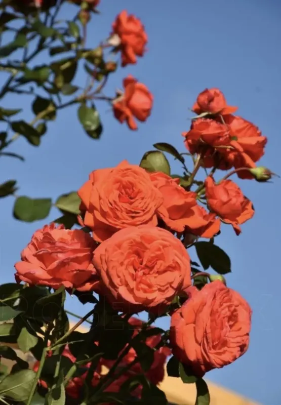 Саджанці плетистої троянди Саліта