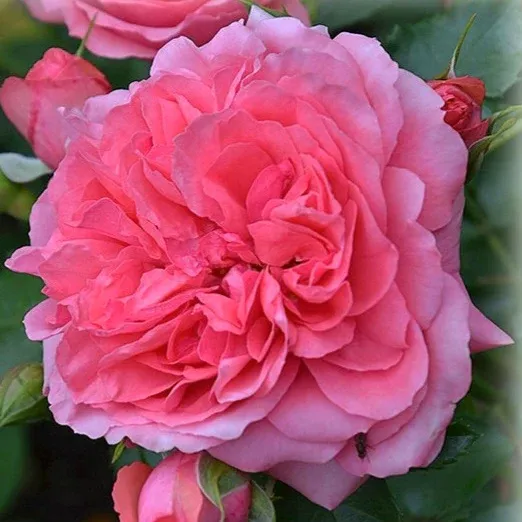 Саджанці плетистої троянди Розаріум Ютерсен (Rosarium Uetersen)