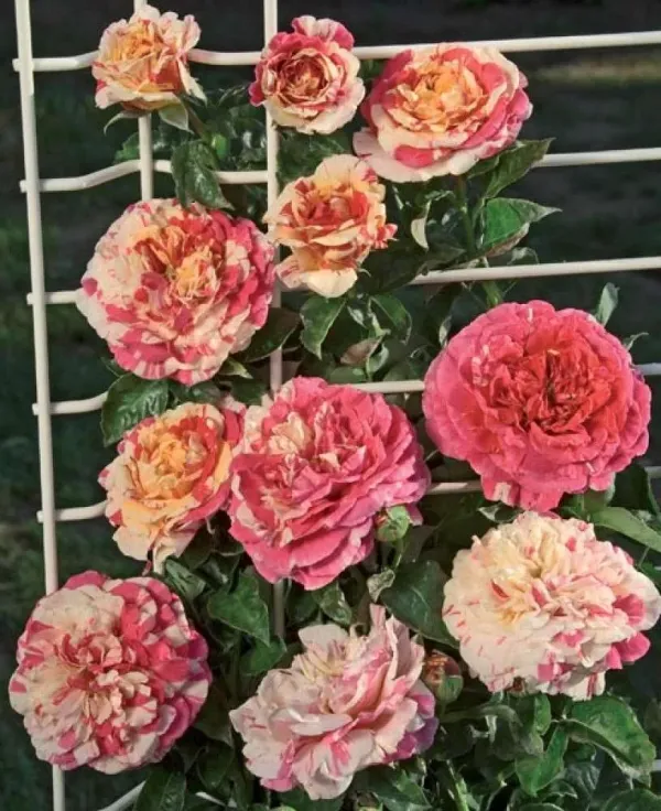 Саджанці троянди плетистої Ванілла Фрайз (Vanille Fraise)