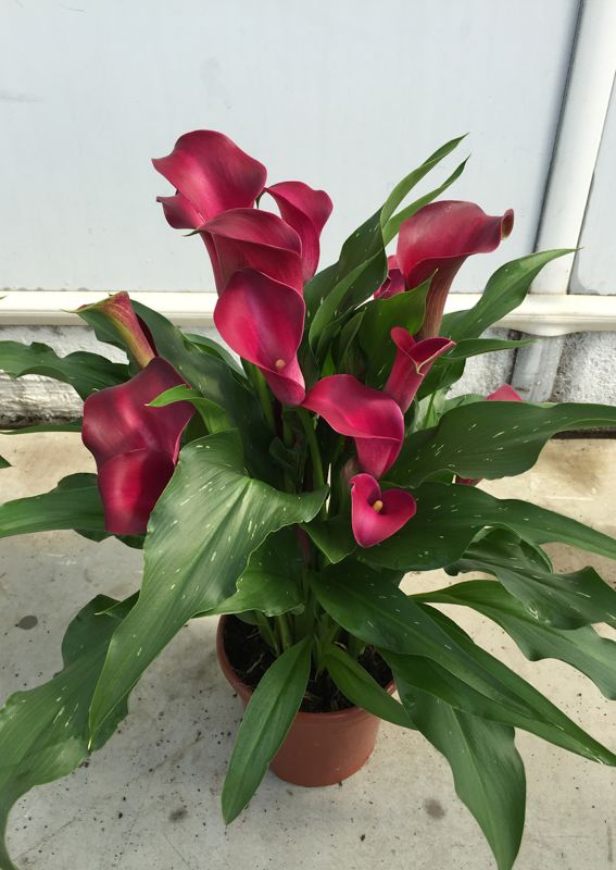 Калла Vermont (20+)