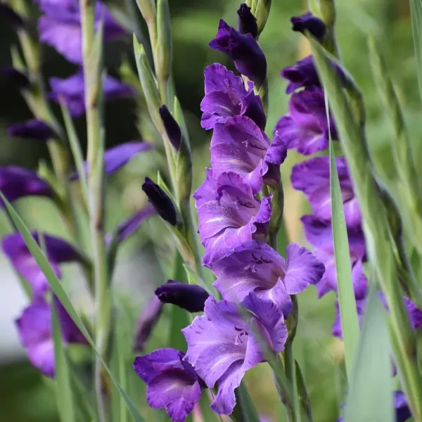 Гладіолус Performer (12-14)