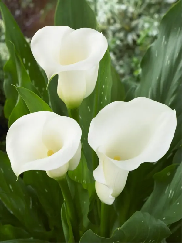 Калла White mambo 20+