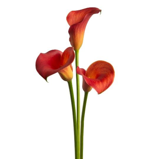 Калла Orange Blend (20+)