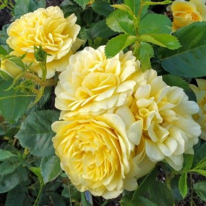 Саджанці троянди фдорібунди  Анні Дюпре (Anny Duperey)