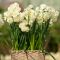 Нарцис Bridal Crown