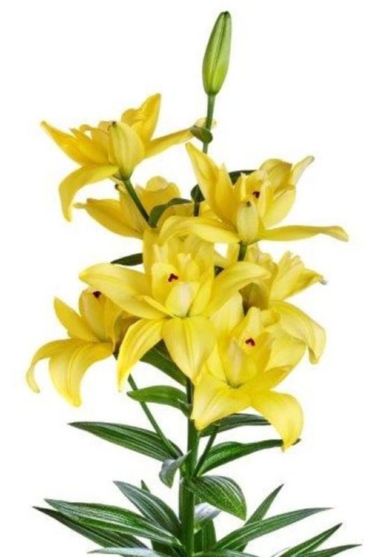 Лілія Luna Crosscourt (18-20)