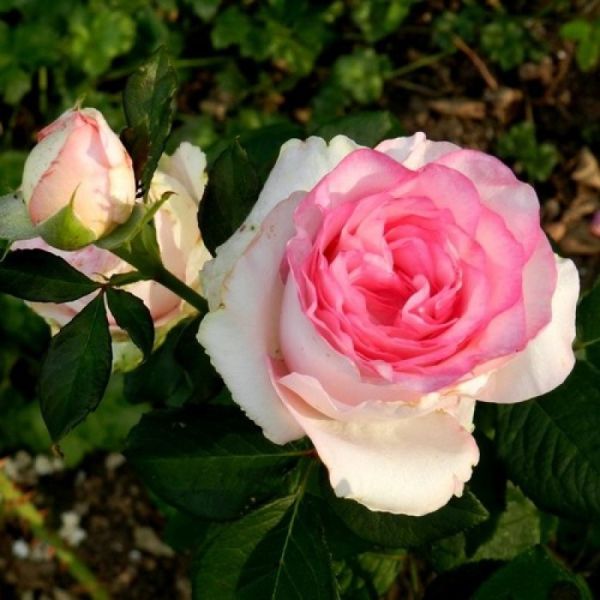 Саджанці троянди чайно-гібридної Белла Віта (Bella Vita)