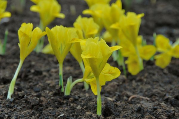 Ірис  карликовий Danfordiae (reticulata) 3 шт в упаковці