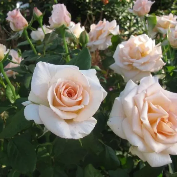 Саджанці троянди чайно- гібридної Клер Оушн (Clear ocean)