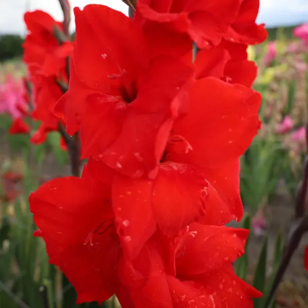 Гладіолус Dador de Pan (12-14)