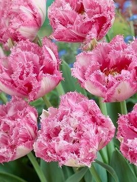 Тюльпан махровий  Sugar Bird 12+