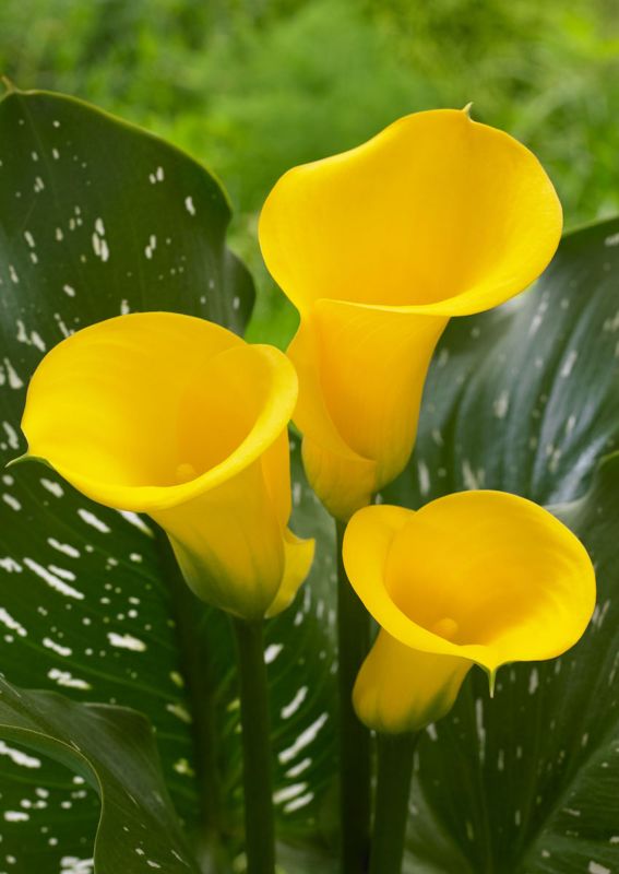 Калла Long Beach (20+)