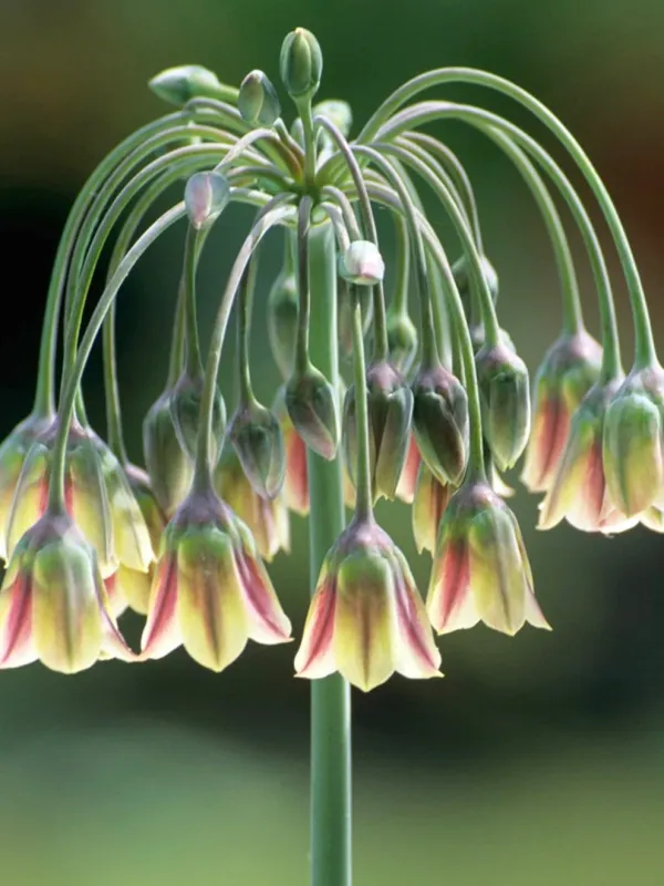 Аліум bulgaricum  ssp. (nectaroscodum)