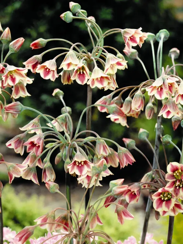 Аліум bulgaricum  ssp. (nectaroscodum)