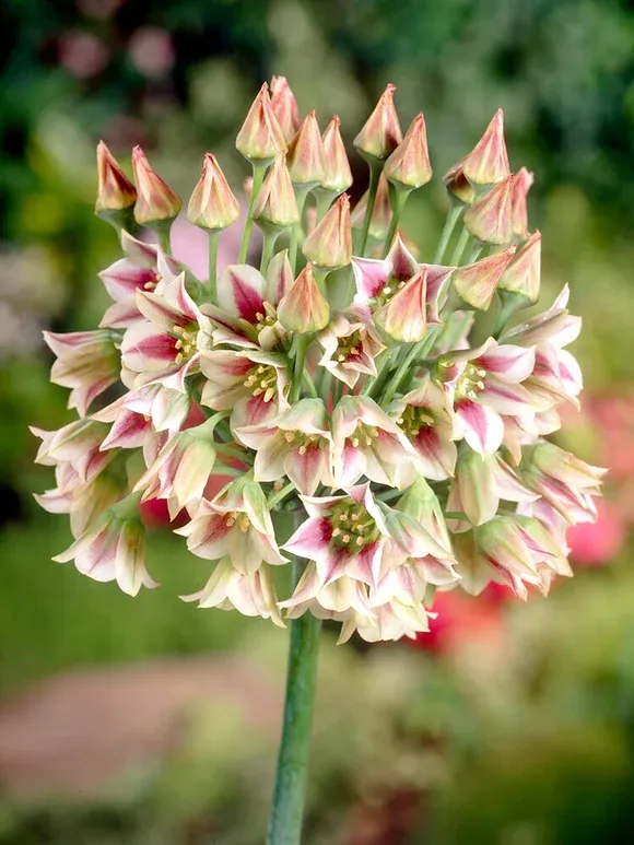 Аліум bulgaricum  ssp. (nectaroscodum)
