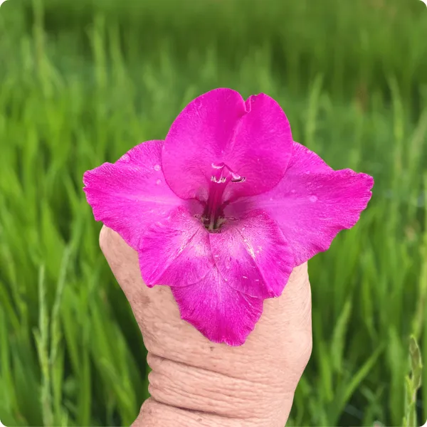 Гладіолус Avrora (12-14)