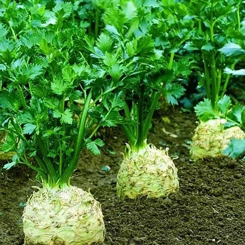 Селера коренева Президент, 0.03 г