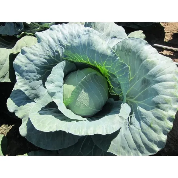 Капуста білоголова Ладора 10 гр, власне фасування