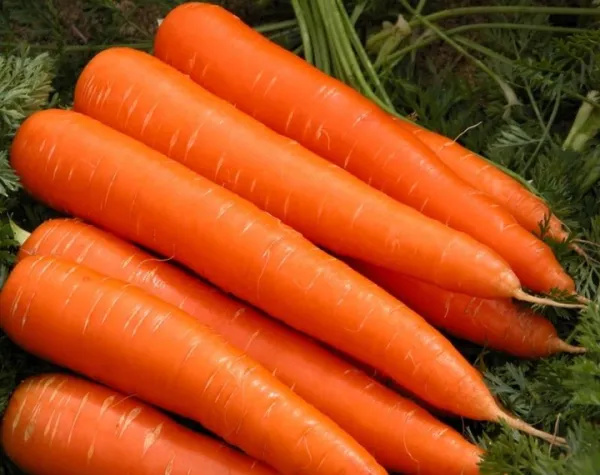 Морква Осіння королева, 10 гр власне фасування