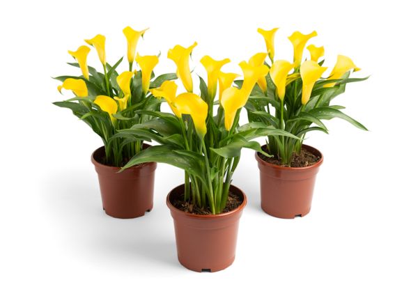 Калла Sunya (20+)