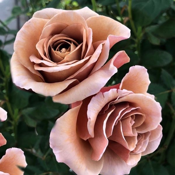 Саджанці троянди чайно-гібридної Кафе Лате (Café Latte)