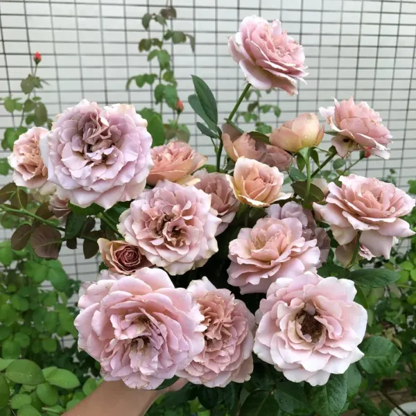 Саджанці троянди чайно-гібридної Кафе Лате (Café Latte)