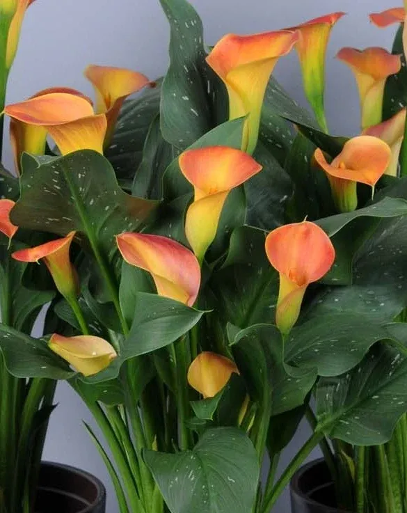 Калла Fancy Art (20+)