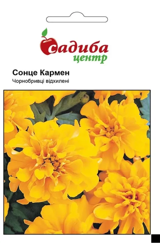 Чорнобривці Сонце Кармен
