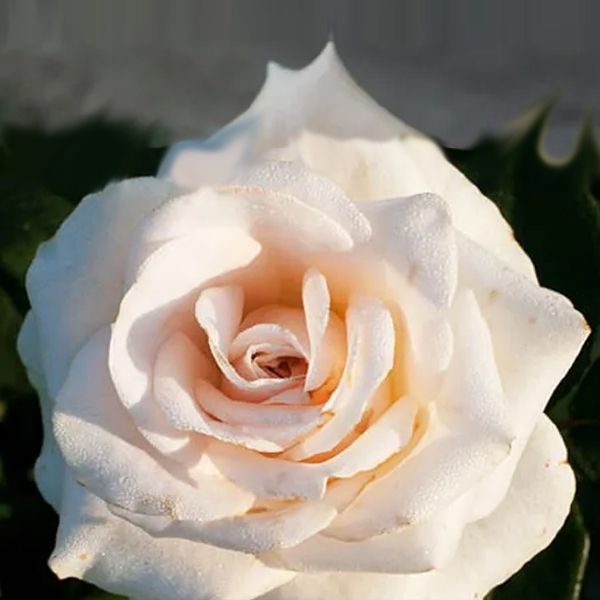 Саджанці троянди чайно- гібридної Клер Оушн (Clear ocean)