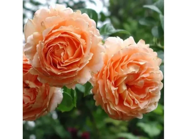 Саджанці троянди Полька 91