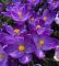 Крокус Flower Record (р9-10)