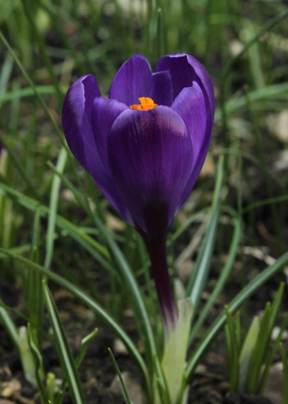 Крокус Flower Record (р9-10)